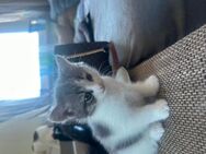 Bkh mix kitte suchst ein zu Hause - Herne