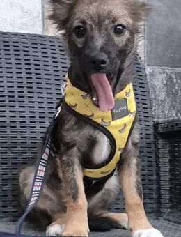 Stella sucht Kuschelnest - Bissingen