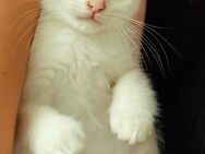 Kater abzugeben - Oranienburg