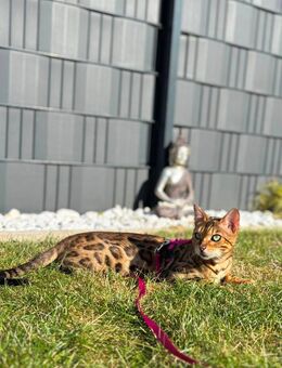 Reinrassige Bengalkatze sehr klug und Intelligent - Grevenbroich