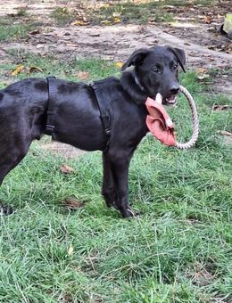 Stitch sucht sein Zuhause - Neuss