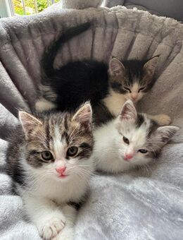 3 Katzenbabys Kitten Perser-Mix ab Anfang September abzugeben - Dippoldiswalde
