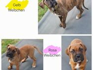 B*Süße Boxer-Bordeaux-Dogge-Mix-Welpen - Melle