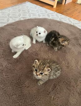 Baby Kitten Katzen - Nürnberg Zentrum