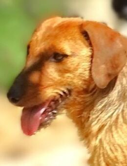 Schnuffel GEOERGE - Gefrees