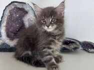 Maine Coon Kitten Blue Tabby und Blue Creme Tortie Tabby - Kirchheim (Neckar)