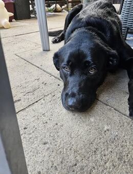 Notfall: Ari (Rüde, 1,5 Jahre) sucht nach Trennung seiner Menschen ein neues Zuhause - Grabenstätt