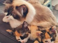 Heilige Birma Mix Kitten suchen neues Zuhause - Bitburg