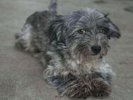 ❤️🐾 TAMMY, 1.5 Jahre, ca. 25/30cm. - Eichendorf