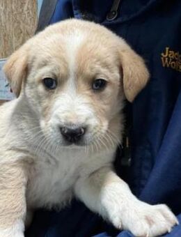 liebenswerter, zauberhafter Welpe Knut - Kallmünz