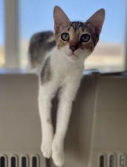 Daniela, neugieriges Tigermädchen, ca.6M - Vaterstetten