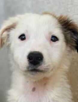 Luna, geb. ca. 07/2025, GRIECHENLAND - Euskirchen