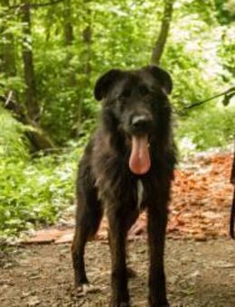 Großer Nero - Ellerbek