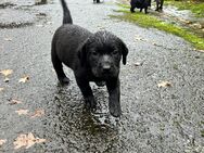 Labrador Welpen - Meppen