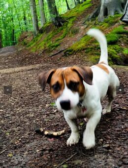 Jack Russel Mix in liebevolle Hände - Schönkirchen