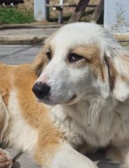 Bezaubernde Tonic - Eixen