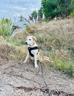 🌟Neugieriger Junghund Sammy🌟 - Eislingen (Fils)