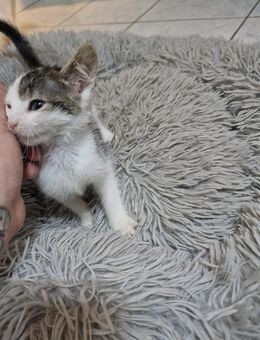 2 Kitten suchen noch ihr Zuhause - Rees
