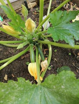 Suche Garten Kumpel - Osnabrück
