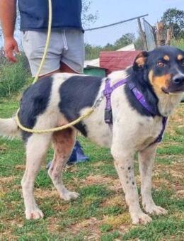 Dolly liebt Menschen über alles - Schwarmstedt