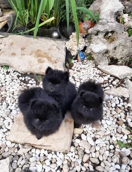 Süße Pomeranian (Zwergspitz) Welpen suchen ein Zuhause - Wassertrüdingen