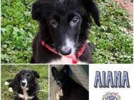 AIANA * zutrauliches Welpenmädchen - Duisburg