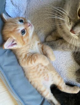 Baby Katzen - Bottrop