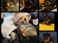 yorkshire terrier zum verkaufen - Wrestedt