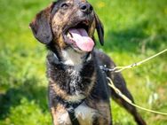sportlicher Gunnar sucht ES/PS ab Juli - Berlin