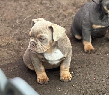 Traumhafte Old Englische Bulldoggen mit Ahntafel