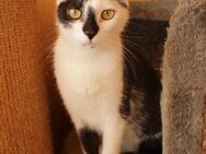 Lieber Tommy (Felv-positiv) - Margetshöchheim