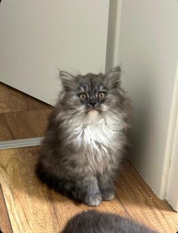 Langhaar mischlings kitten abzugeben - Sankt Augustin Zentrum