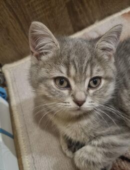 Britisch Kurzhaar Mädchen 11Wochen alt - Rerik