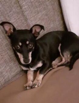 Klein Tonkitu ist so ein toller Schatz! - Karben