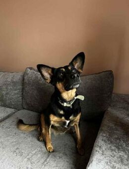 Verschmuste Michelle sucht ihre Menschen - Duisburg