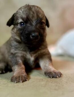 Zauberhafter Welpe Brösel - Kallmünz