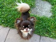 Chihuahua jung rüde - Radolfzell (Bodensee)