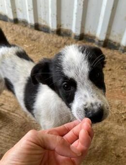 ☯️ Fröhliches Welpenmädchen Yin 🐶🌟 - Eislingen (Fils)