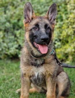 Schäferhund welpen - Ahaus