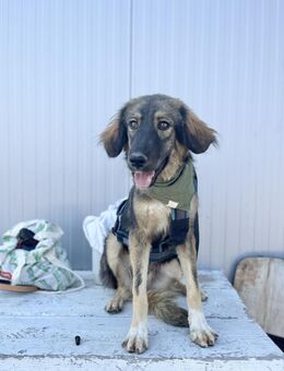 Davis - Toller Junghund sucht Familie - Berlin