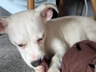 Elisa, Schmusemaus, Französischer Bulldogenmix, Katzen Liebhaberin - Dortmund