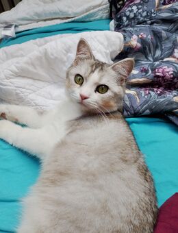 Kitten Hauskatze - Trier