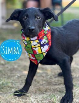 Simba möchte eine Familie - Flörsheim-Dalsheim