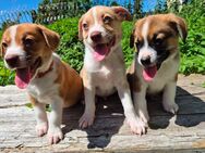 Abgabebereit! / Süße Australian Shepherd Mix Welpen - Asendorf (Landkreis Diepholz)