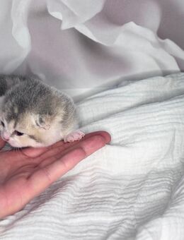 BKH Kitten mit Stammbaum - Wiesenau