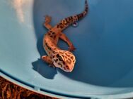 Leopard Gecko zu verkaufen - Aschersleben