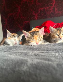 Babykatzen zum verkaufen - Frechen
