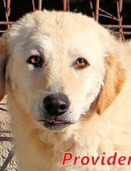 PROVIDENCE - plötzlich ein Notfall - Regensburg