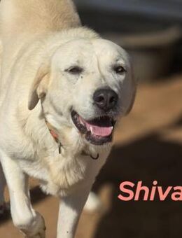 Shiva2 sanftmütig & ausgeglichen 10/20ES - Ruppertsecken