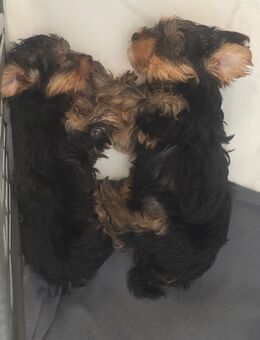 Wunderschöne Yorkshire, Terrier Welpen - Ludwigshafen (Rhein)